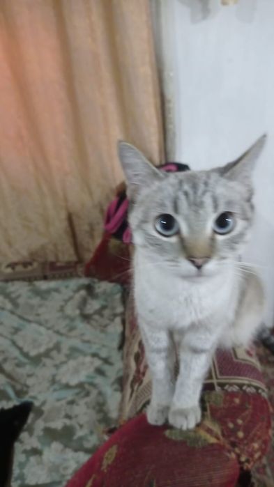 Осталась 1  девочка