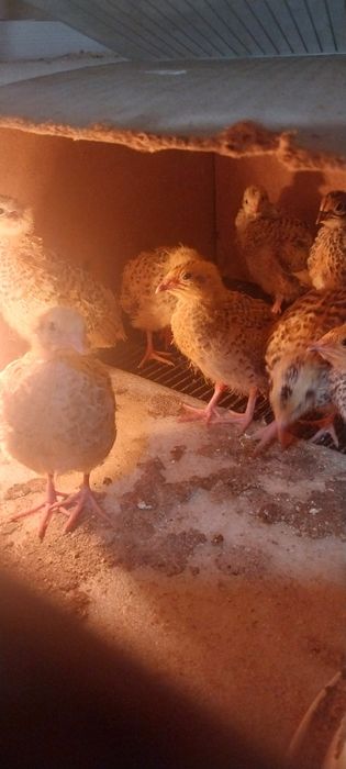 Бодене балапандары сатылады