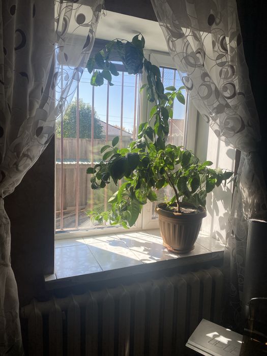 Продам дерево лимон