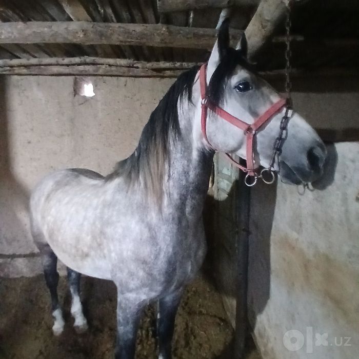 Qora bayir ot sotiladi