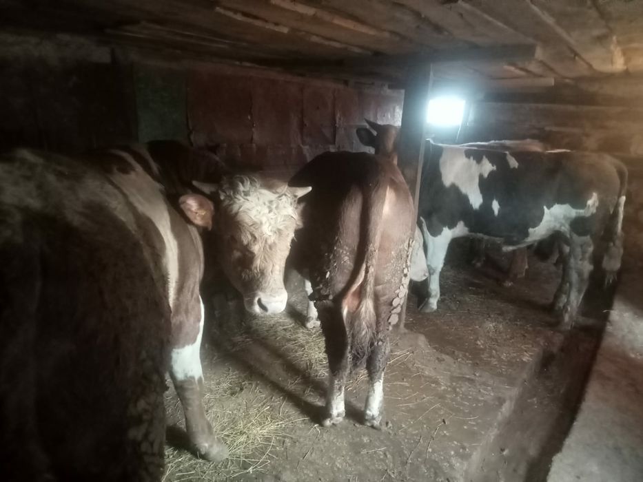 Откорм бұқалар сатылады