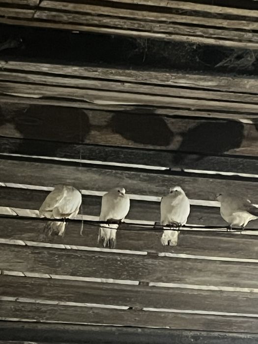 Көгершіндер сатылады домашний