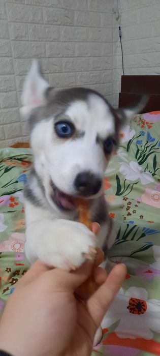 Pui Husky Siberian