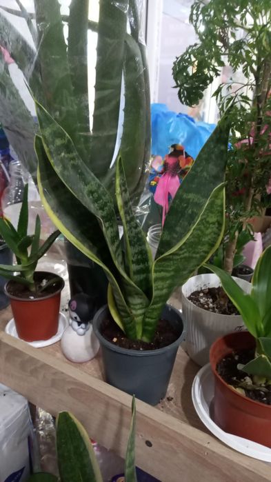 Продам комнатные растения