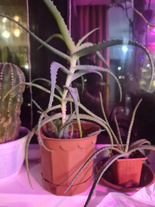 Алоэ двевовидное