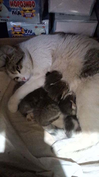 Оченьнужноетольковампродам