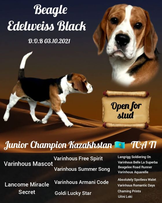 Кабель Бигль ищет невесту