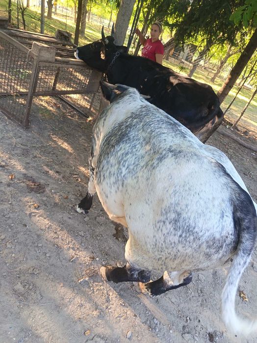 Taur albastru de 10 luni