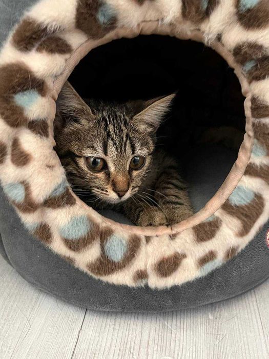 Отдам кошечку в хорошие руки!