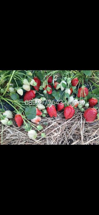 Продавам Елитен Разсад Ягоди И Малини