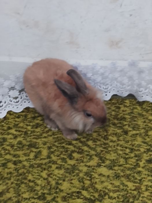 Продам декоративных самцов