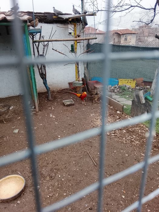 Продавам Гривеци и Червено златни фазани