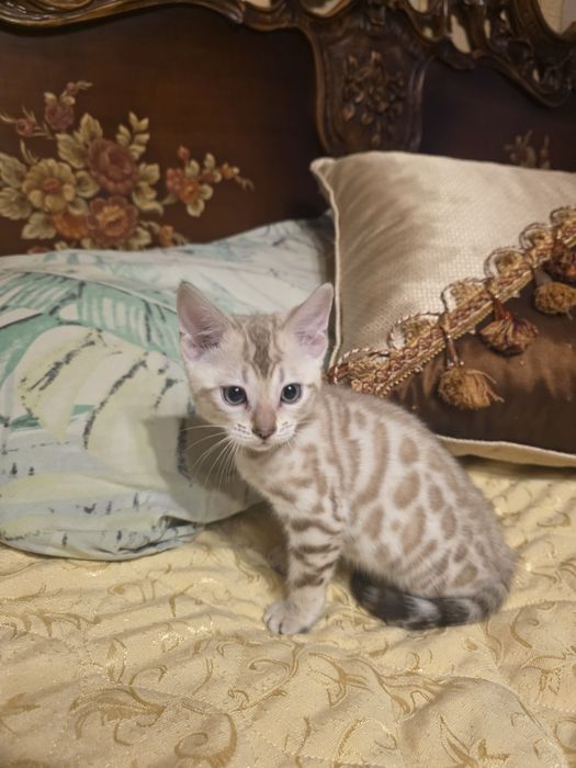 Бенгалски котета
