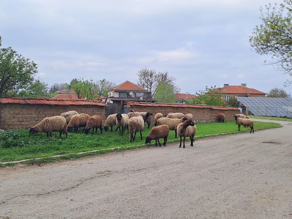 Продавам Черноглави овце