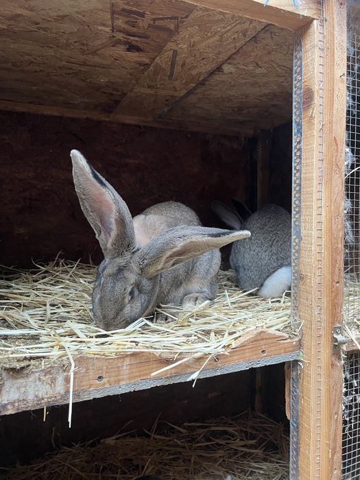 Femela de urias german gri
