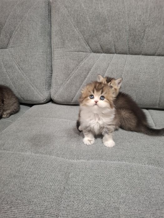 Шотландские котята