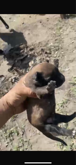 Щенки малинуа кабель сука