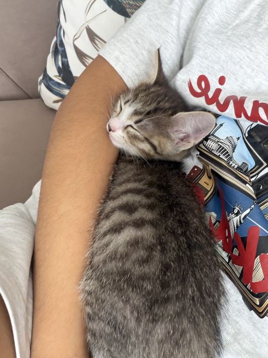 Котенок девочка бесплатно