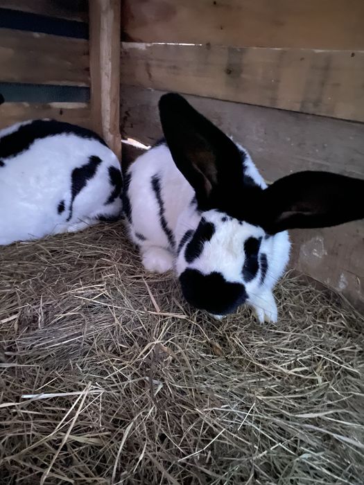 Vand mascul fluture german