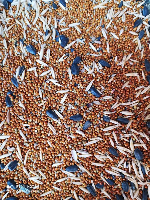 Просо красная 400т кг