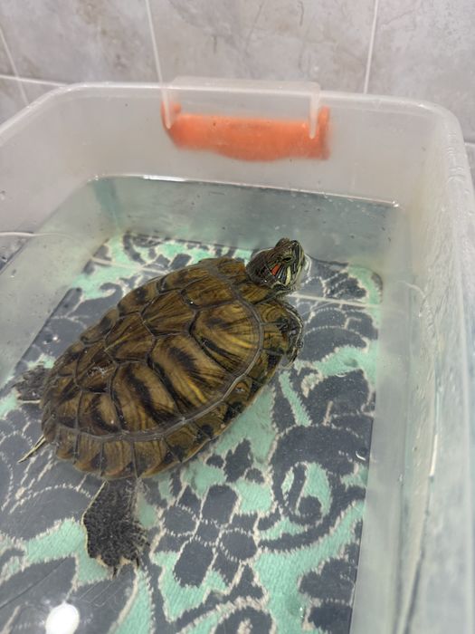 Черепаха красноухая