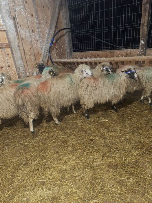 oi cu miei de vanzare