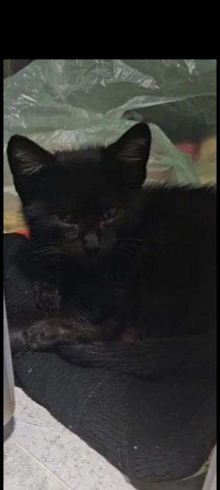 Отдам котенка в добрые руки