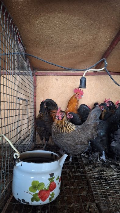 Карликовый куры БЕНТАМКИ