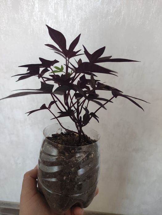 Ипомея "Батат" продам