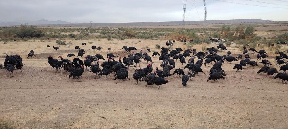 Курка хурозлари сотилади соглом табий бокилган жайдари куркалар 300000