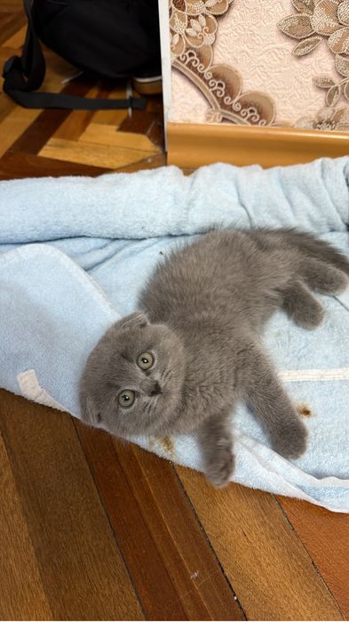 Продам котёнка вислоухий