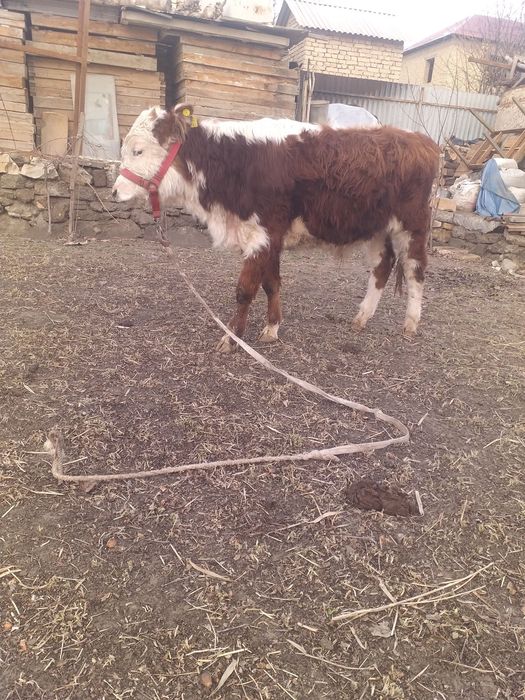 Бука симентал сотилади малумотлар телда