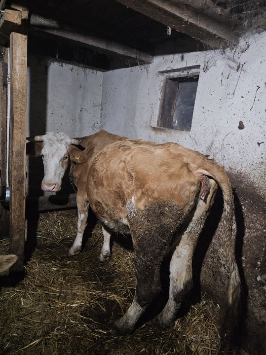 Vaci de lapte gestante