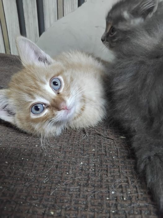 Отдам котят в добрые руки