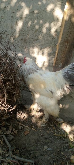 Brama tovuq va xoʻroz sotiladi