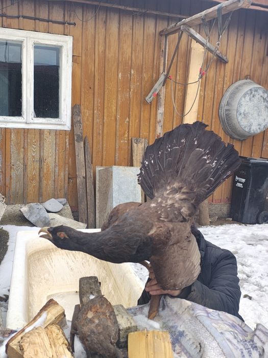 Vând coarne de cerb carpatin și cocos de munte