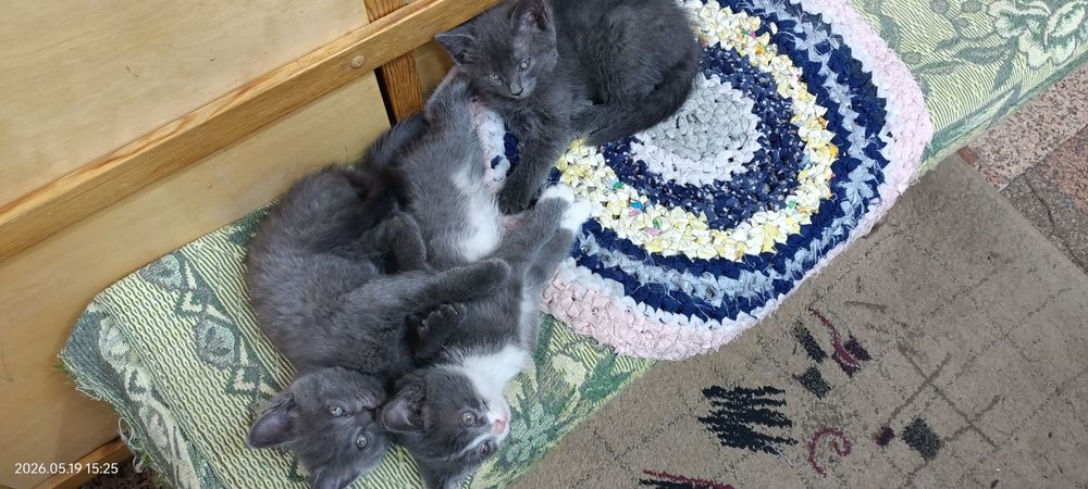 Отдам котят в хорошие руки!