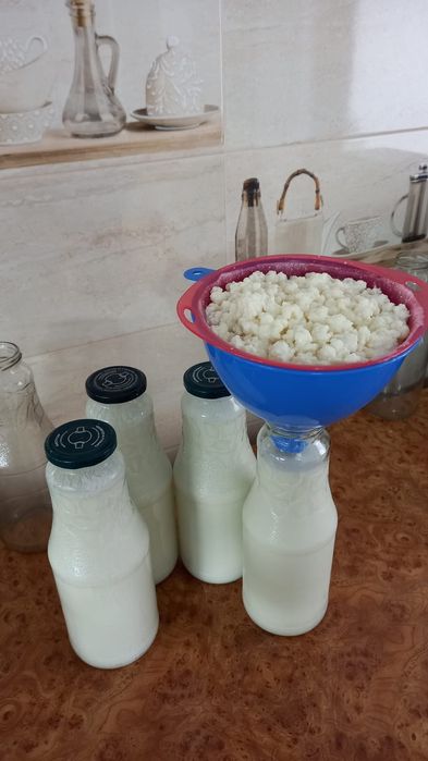 Vând ciuperca tibetana pentru kdfir