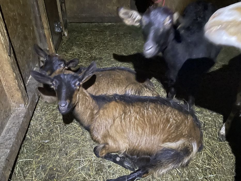 Capre la prima fătare