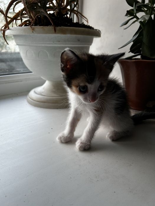 Срочно, котенок в добрые руки