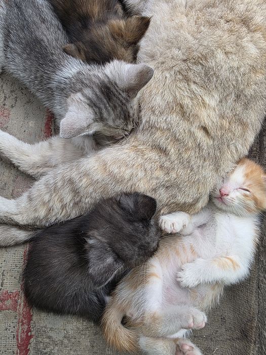 Отдам милых котят крысоловки