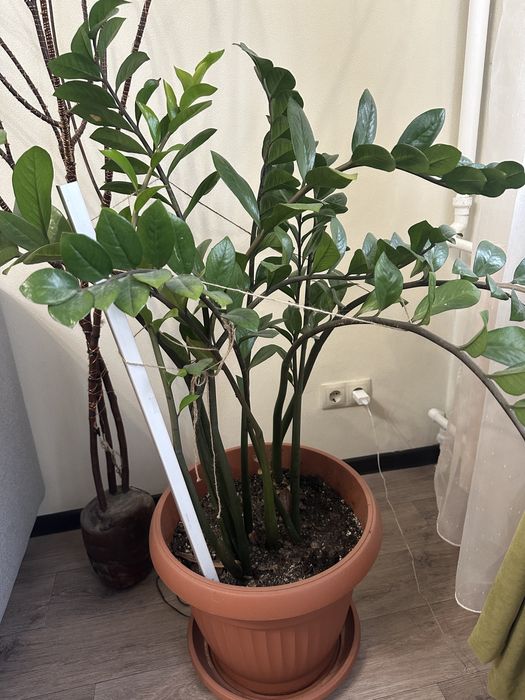 Замиокулькас долларовое дерево