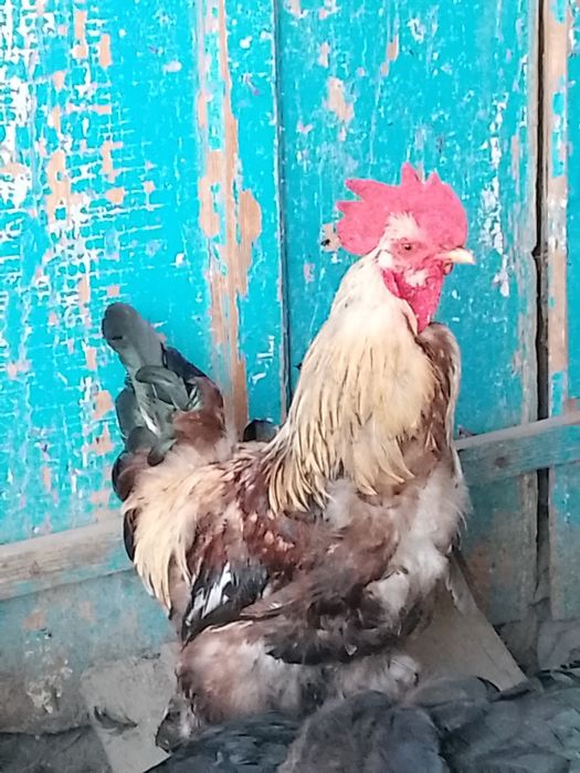 Әтеш сатылады...