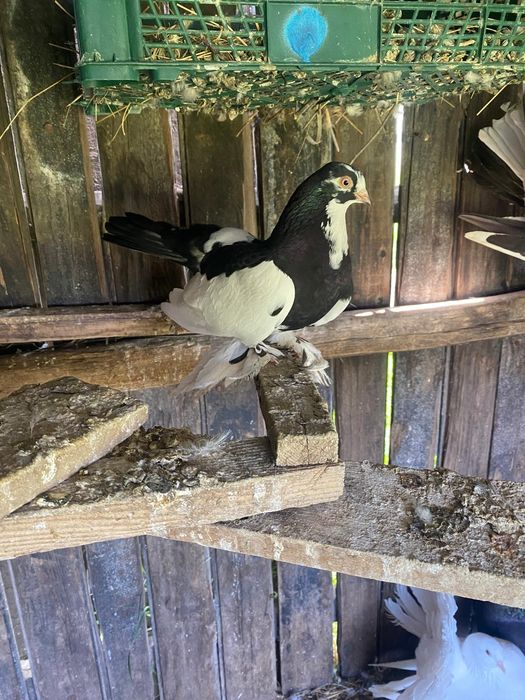 Vand 3 porumbei rolleri