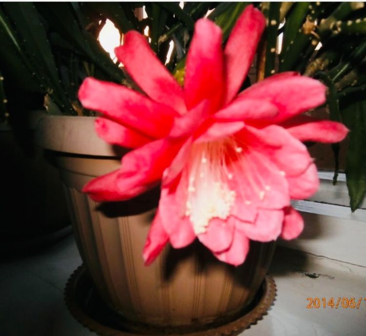 Продам три эпифиллума