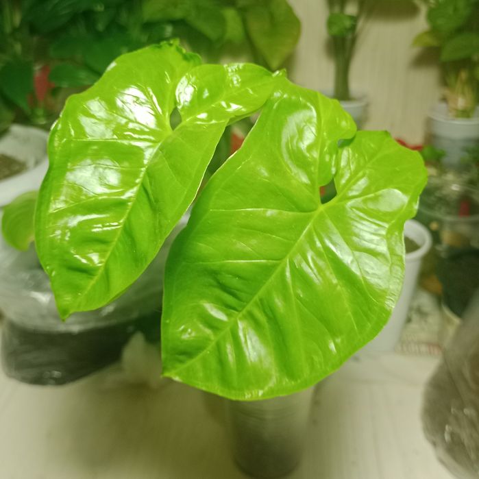 комнатное растение сингониум панда