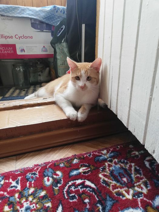 Потерялся кот Рыжик