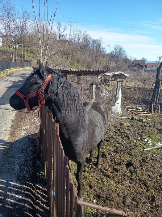 Vând mânz ,2 ani ,metis frizian și lipițan