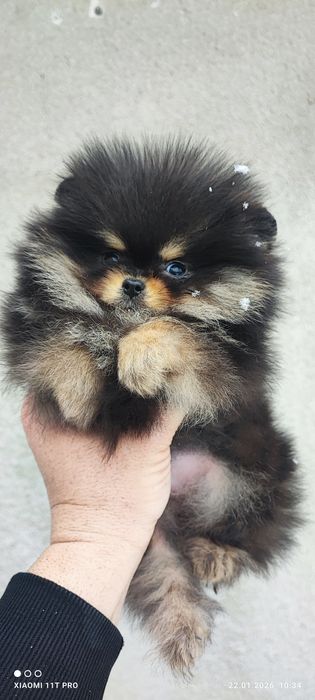 Померан померанче