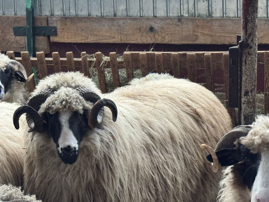 Vand berbec mior breaz